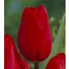 Tulipn tardo 'Kingsblood'