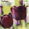 Tulipàn tardío 'Queen of the Night'
