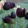 Tulipàn tardío 'Queen of the Night'