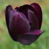 Tulipàn tardío 'Queen of the Night'