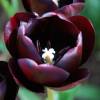 Tulipàn tardío 'Queen of the Night'