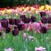 Tulipàn tardío 'Queen of the Night'