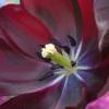 Tulipàn tardío 'Queen of the Night'