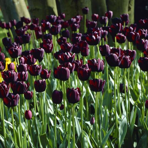 Tulipàn tardío 'Queen of the Night'