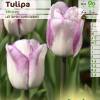 Tulipn tardo 'Shirley'