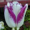 Tulipn tardo 'Shirley'