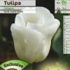 Tulipn triunfo 'Calgary'