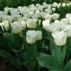 Tulipn triunfo 'Calgary'