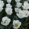 Tulipn triunfo 'Calgary'