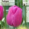 Tulipn triunfo 'Don Quijote'