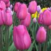 Tulipn triunfo 'Don Quijote'