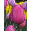 Tulipn triunfo 'Don Quijote'