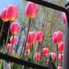 Tulipn triunfo 'Don Quijote'