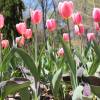 Tulipn triunfo 'Don Quijote'