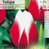 Tulipn triunfo 'Leen van der Mark'
