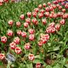 Tulipn triunfo 'Leen van der Mark'