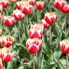 Tulipn triunfo 'Leen van der Mark'