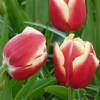 Tulipn triunfo 'Leen van der Mark'