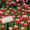 Tulipn triunfo 'Leen van der Mark'