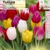 Tulipn triunfo en mezcla