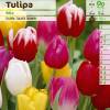 Tulipn triunfo en mezcla