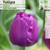 Tulipn triunfo 'Negrita'