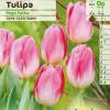 Tulipn triunfo 'Page Polka'