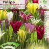 Tulipn Viridiflora en mezcla