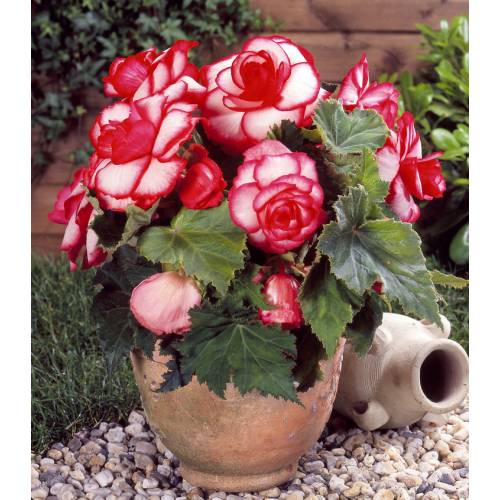 Begonia Doble 'Bouton de rose' : venta Begonia Doble 'Bouton de rose' /