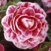 Begonia Doble 'Camelia'