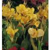 Canna 'Picasso'