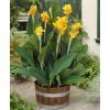 Canna 'Picasso'