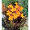 Canna 'Gold Ader'