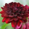 Dalia Decorativa 'Arabian Night'