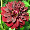 Dalia Decorativa 'Arabian Night'