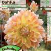 Dalia Decorativa 'Peaches and Cream'