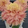 Dalia Decorativa 'Peaches and Cream'