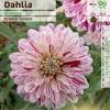 Dalia Decorativa 'Smokey'