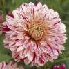 Dalia Decorativa 'Smokey'