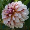 Dalia Decorativa 'Carribean Fantasy'