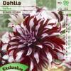 Dalia Flores Grandes Decorativa 'Tartan'