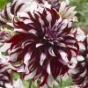 Dalia Flores Grandes Decorativa 'Tartan'