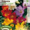 Freesia en mezcla