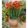 Freesia simple roja