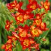 Freesia simple roja