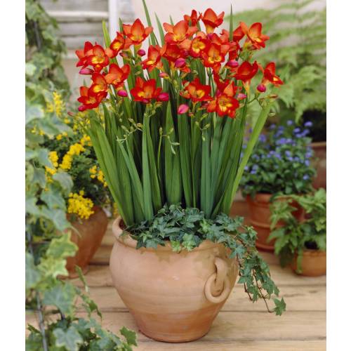 Freesia simple roja : venta Freesia simple roja /