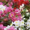Bulbos Begonias precio barato - Final de temporada