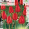 Tulipn Darwin 'Apeldoorn'