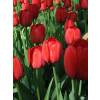 Tulipn Darwin 'Apeldoorn'