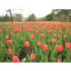 Tulipn Darwin 'Apeldoorn'